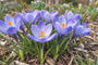 Grootbloemige Krokus Crocus 'Large-Flowered Blue' - 75 bloembollen