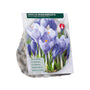 Grootbloemige Krokus Crocus 'Large-Flowered Blue' - 75 bloembollen