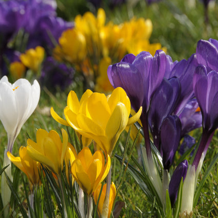 Grootbloemige Krokus bloembollen 90 stuks - Crocus gemengde kleuren