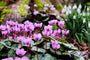 Cyclaam - Cyclamen coum