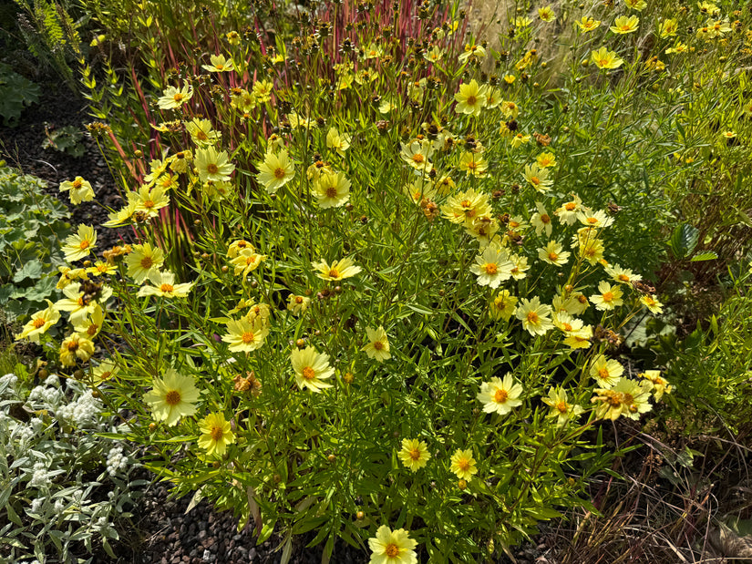 Meisjesogen - Coreopsis verticillata