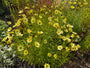 Meisjesogen - Coreopsis verticillata