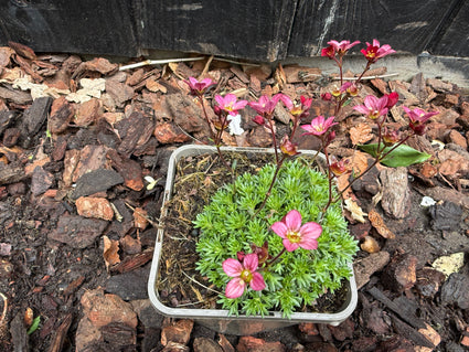 Biologische Mossteenbreek - Saxifraga x Arendsii Red (Rood)