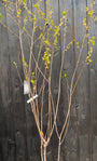Sneeuwklokjesboom - Halesia carolina