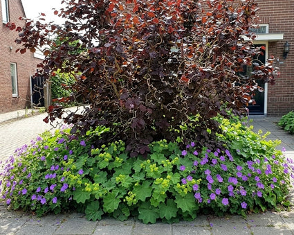 Kronkelhazelaar - Corylus 'Red Majestic'