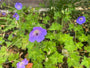 Biologisch Ooievaarsbek - Geranium 'Rozanne'