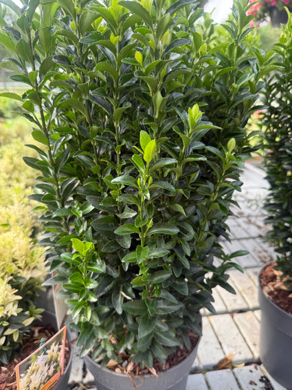 Japanse Kardinaalsmuts - Euonymus japonicus 'Green Spire'