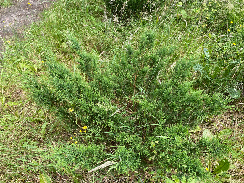 Sabijnse jeneverbes - Juniperus sabina 'Rockery Gem'