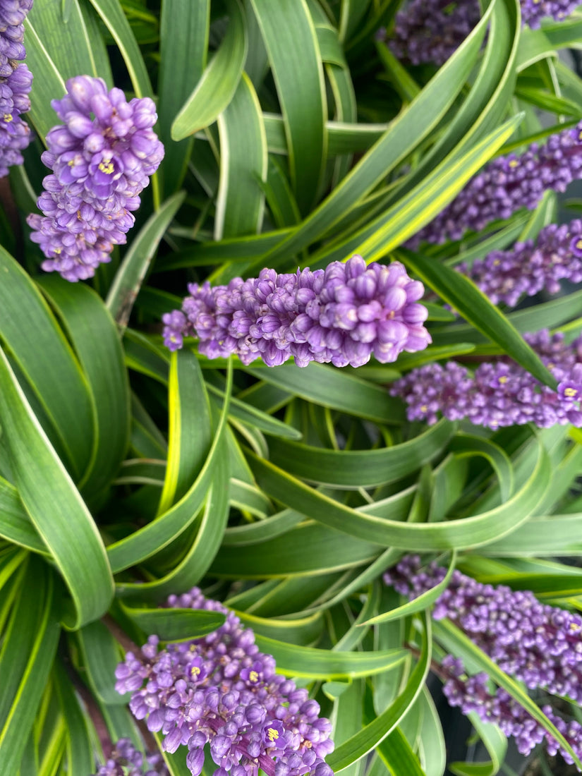 Leliegras - Liriope muscari 'Moneymaker'