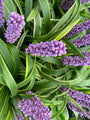 Leliegras - Liriope muscari 'Moneymaker'