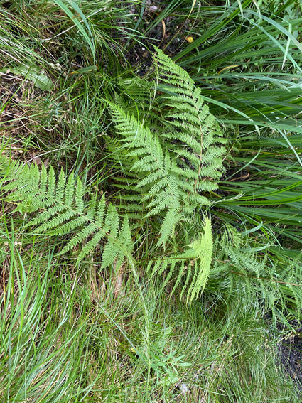 Bolletjesvaren - Onoclea sensibilis