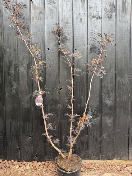 Zwarte Vlier - Sambucus nigra 'Black Lace'