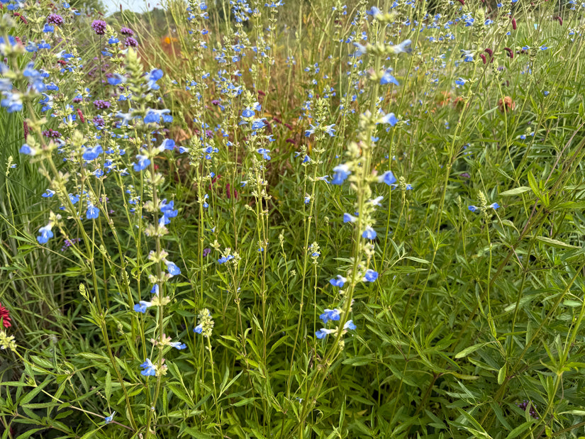Salie (Hoge soort 150 cm) - Salvia Uliginosa