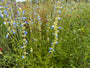 Salie (Hoge soort 150 cm) - Salvia Uliginosa