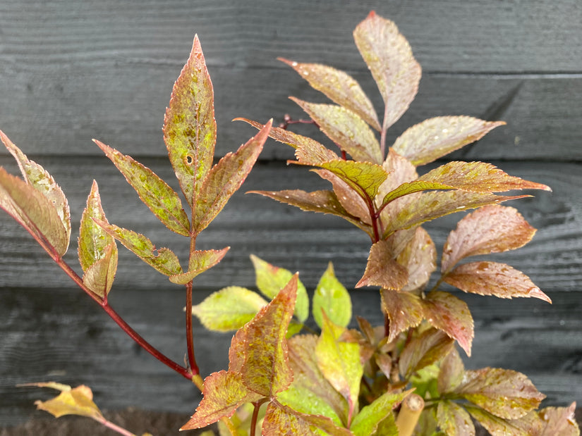 Biologisch Zwarte vlier - Sambucus nigra 'Black Beauty'.