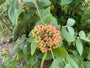 Wollige sneeuwbal - Viburnum Lantana (inheems)