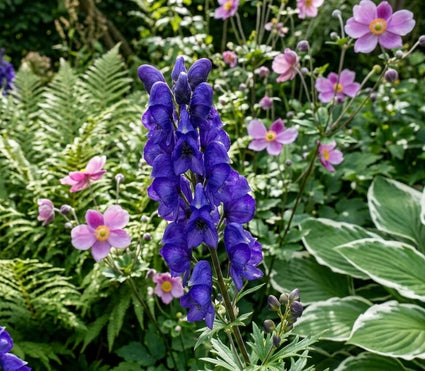 Blauwe monnikskap - Aconitum napellus