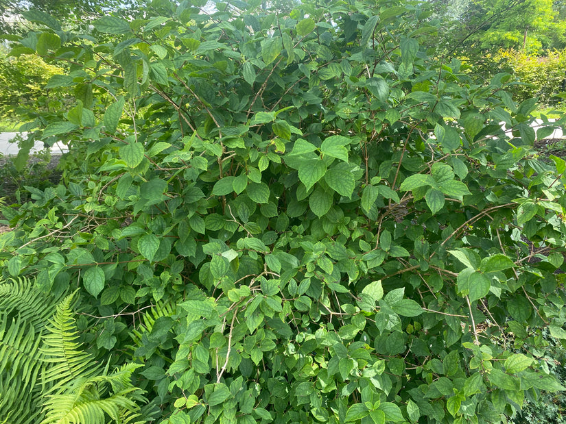 Welriekende Jasmijn / Gewone Boerenjasmijn - Philadelphus coronarius