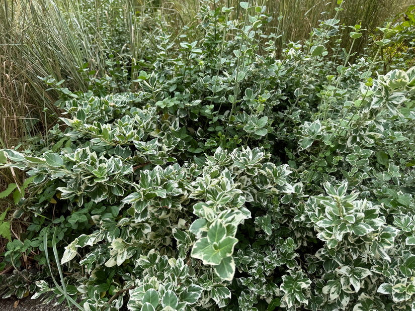 Wit bonte Japanse kardinaalsmuts - Euonymus fortunei 'Emerald Gaiety'