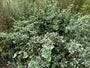 Wit bonte Japanse kardinaalsmuts - Euonymus fortunei 'Emerald Gaiety'