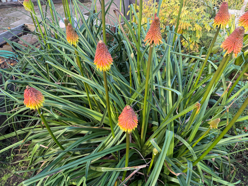 Biologisch Vuurpijl - Kniphofia uvaria