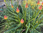 Biologisch Vuurpijl - Kniphofia uvaria