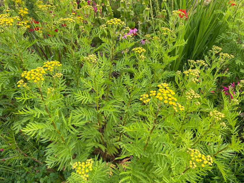 Biologisch Boerenwormkruid - Tanacetum vulgare