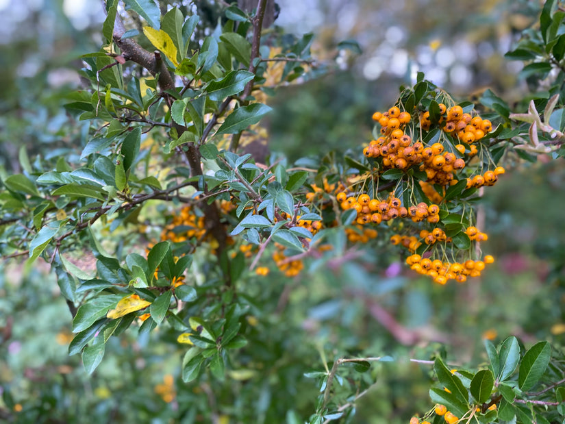 Vuurdoorn (Oranje) - Pyracantha 'Orange Glow'