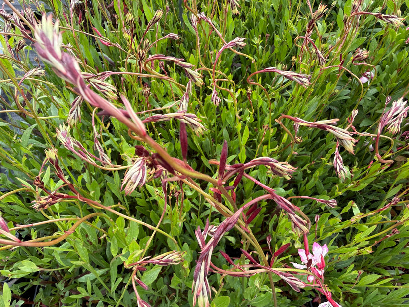 Prachtkaars - Gaura 'Rosy Jane'
