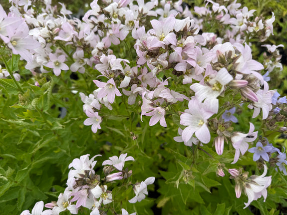 Klokjesbloem - Campanula lactiflora 'Loddon Anna'