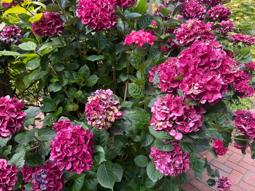Hortensia - Hydrangea macrophylla 'Masja'