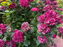 Hortensia - Hydrangea macrophylla 'Masja'