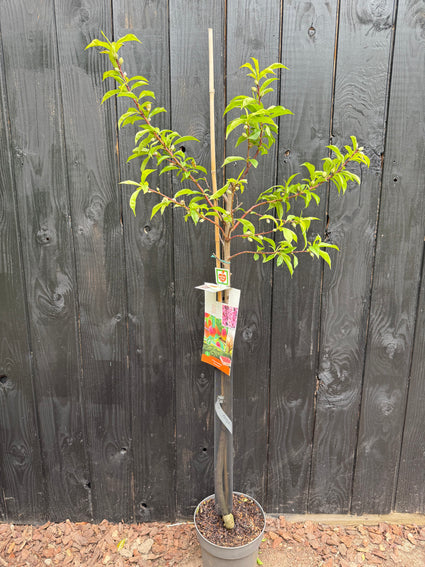 Perzik boompje halfstam - Prunus persica 'Peregrine'