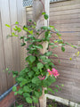 Kamperfoelie - Lonicera heckrottii 'Goldflame'
