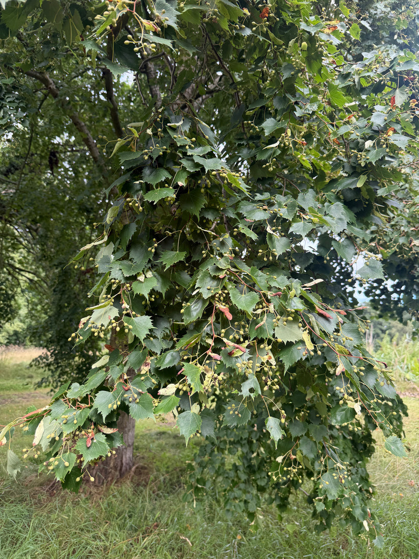 Mongoolse linde - Tilia mongolica