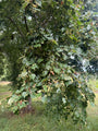 Mongoolse linde - Tilia mongolica