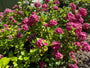 Boerenhortensia - Hydrangea macrophylla 'Bouquet Rose'