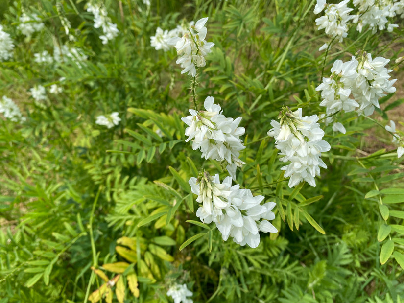 Geitenruit - Galega officinalis