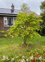 Japanse Esdoorn (Groen blad) - Acer palmatum