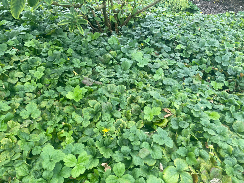 Biologisch Goudaardbei (Wintergroen) - Waldsteinia ternata