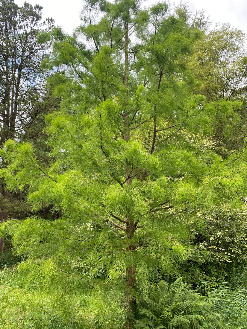 Moerascipres - Taxodium distichum