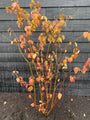 herfstkleuren van het blad van deze cornus sanguinea