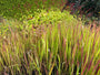Japans bloedgras - Imperata cylindrica 'Red Baron'