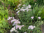 Gewoon duizendblad - Achillea millefolium 'White Beauty'