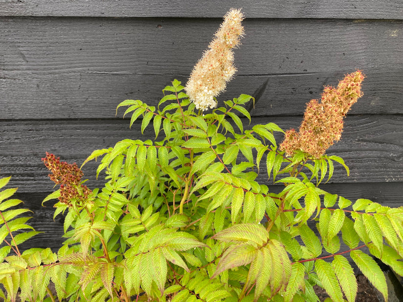 Wilde Lijsterbes - Sorbus aucuparia (Gewone Lijsterbes)