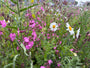 Gewone margriet - Leucanthemum vulgare 'Maikönigin'