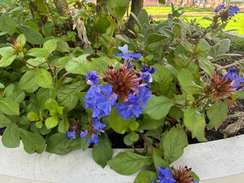 Biologisch Loodkruid - Ceratostigma plumbaginoides