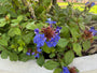 Biologisch Loodkruid - Ceratostigma plumbaginoides