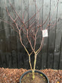 Jasper - acer red emperor