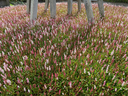 Adderwortel - Persicaria bistorta